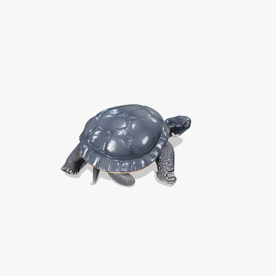 Leatherback Turtle Detailed Shell model pack